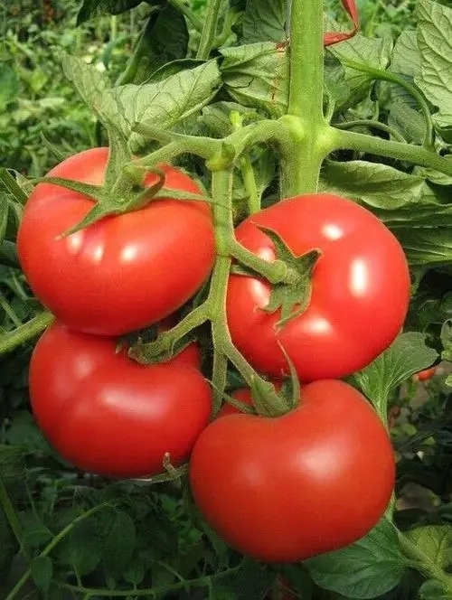 番茄遗传转化