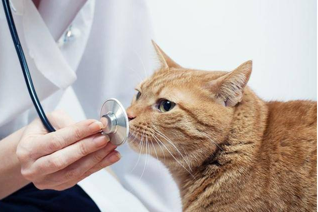 猫瘟病毒灭活检测