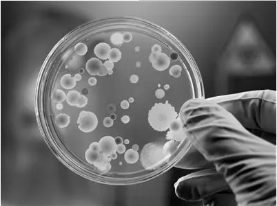 微生物菌种药物敏感性试验