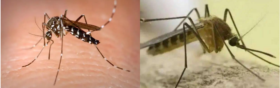 驱蚊实验用蚊子出售